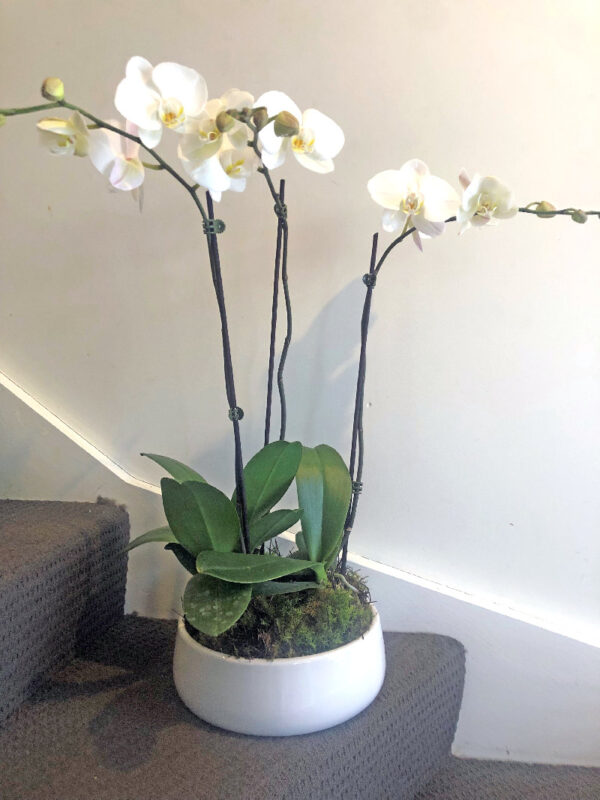 Orchids in White Ceramic Pot