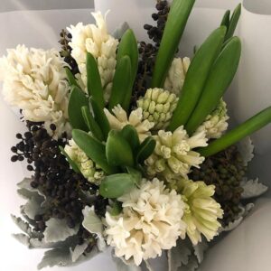 Sweet Scented Hyacinths Bouquet with Seasonal Foliage of Dusty Miller and Berries